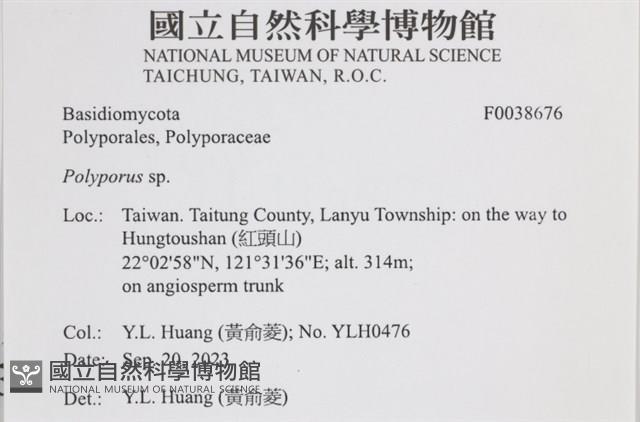 多孔菌屬藏品圖，第2張