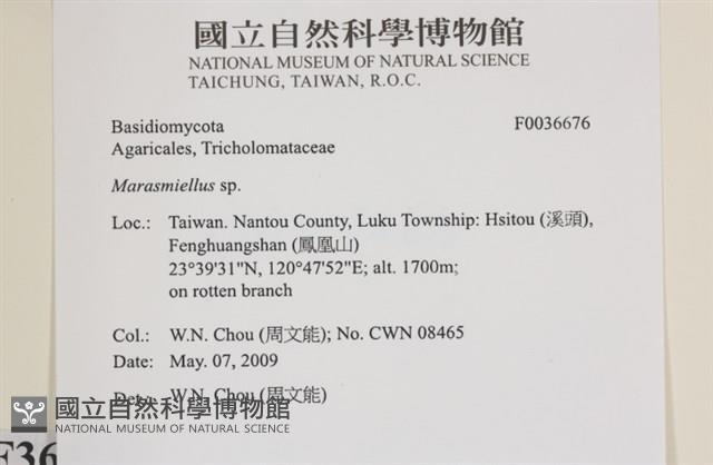 微皮傘屬藏品圖，第2張