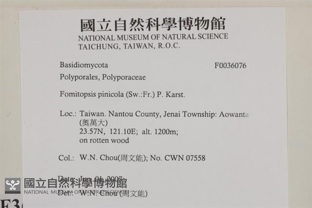 松生擬層孔菌藏品圖，第2張