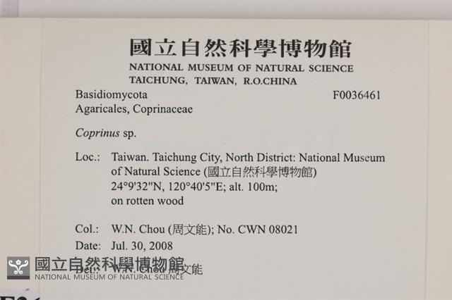 鬼傘屬藏品圖，第2張