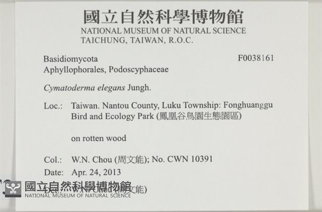優雅波邊革菌藏品圖，第2張