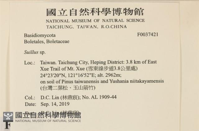 登錄號:F0037421藏品圖，第2張