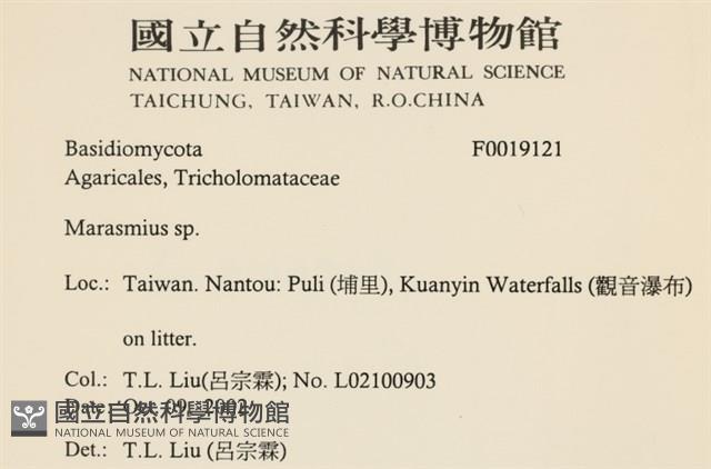 小皮傘屬藏品圖，第2張