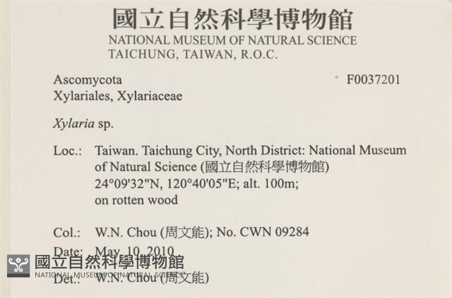 炭角菌屬藏品圖，第2張