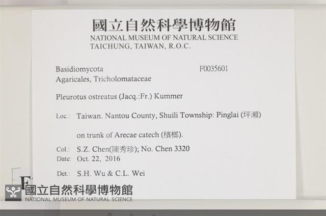 糙皮側耳藏品圖，第2張