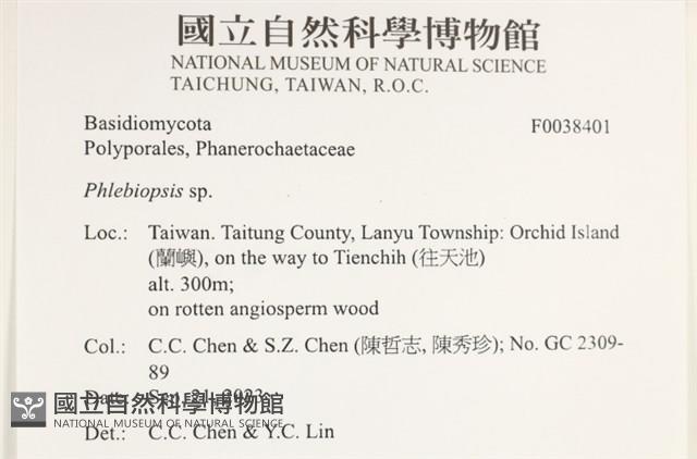 擬射脈菌屬藏品圖，第2張