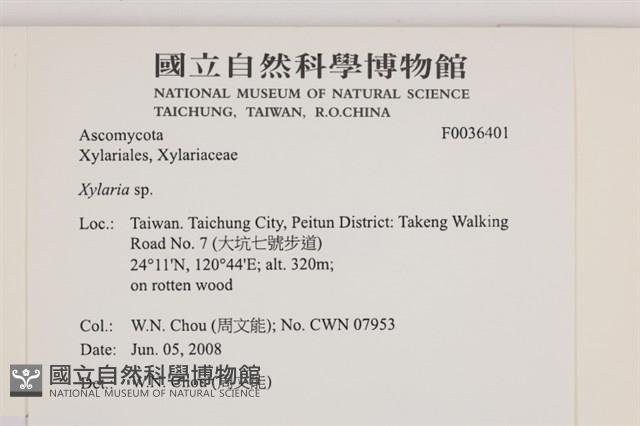 炭角菌屬藏品圖，第2張