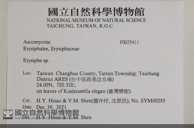 白粉病藏品圖，第2張