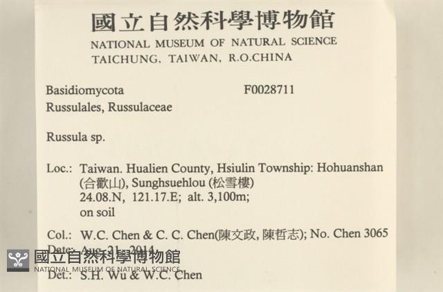 紅菇屬藏品圖，第2張