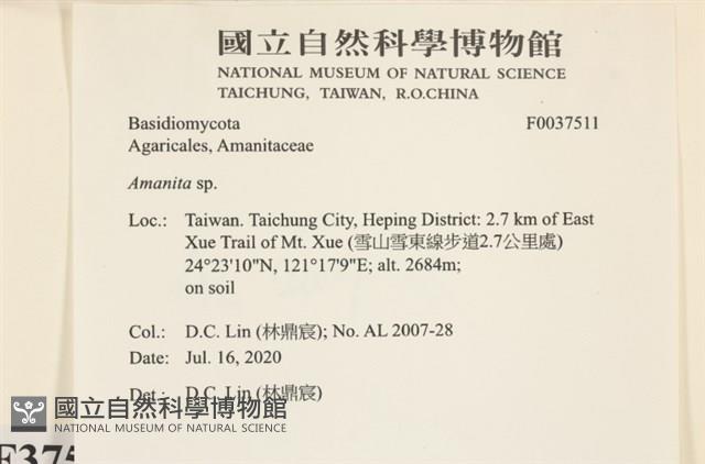 鵝膏屬藏品圖，第2張