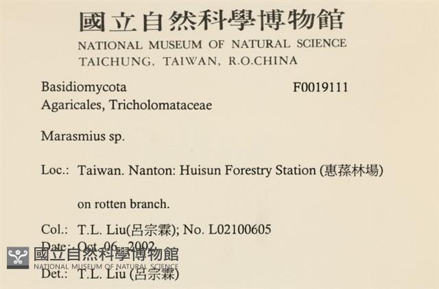 小皮傘屬藏品圖，第2張
