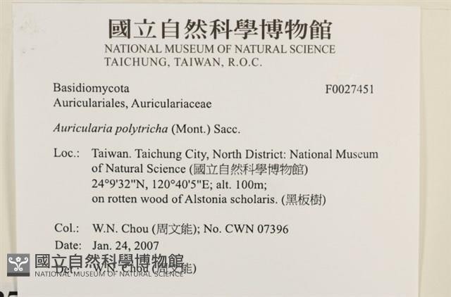 毛木耳藏品圖，第3張