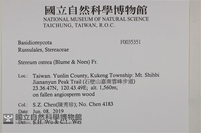蠔韌革菌藏品圖，第2張