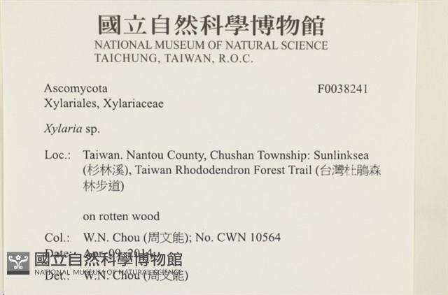 炭角菌屬藏品圖，第2張