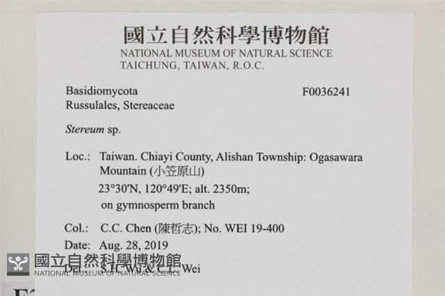 韌革菌屬藏品圖，第2張