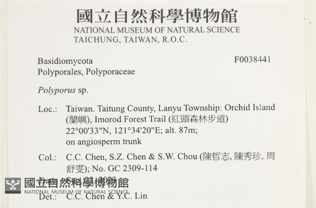 多孔菌屬藏品圖，第2張
