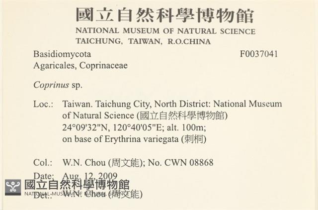 鬼傘屬藏品圖，第2張