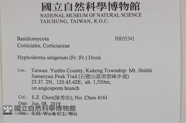 剛毛絲皮菌藏品圖，第2張