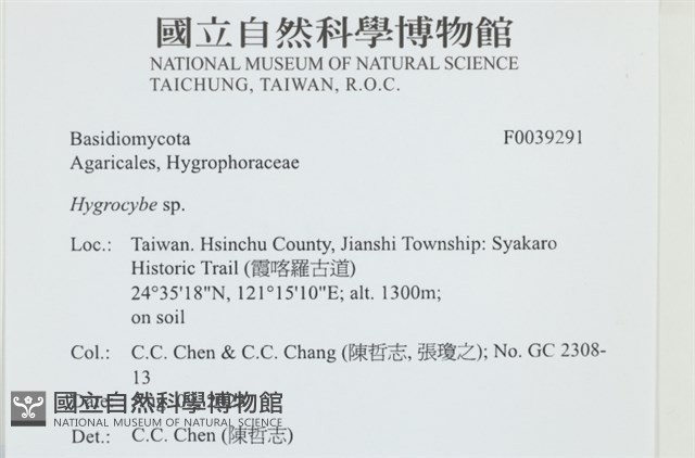 濕傘屬藏品圖，第1張