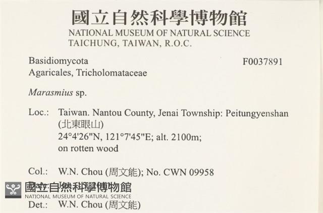 小皮傘屬藏品圖，第2張