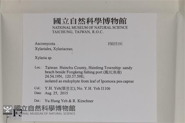 炭角菌屬藏品圖，第2張