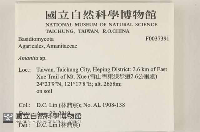 鵝膏屬藏品圖，第2張