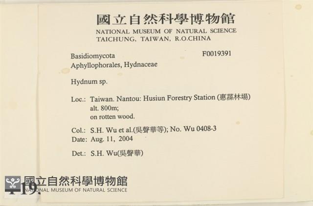 齒菌屬藏品圖，第2張