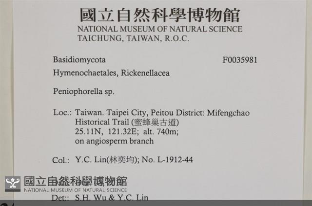 擬筍殼菌屬藏品圖，第2張