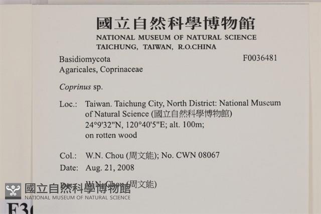 鬼傘屬藏品圖，第2張