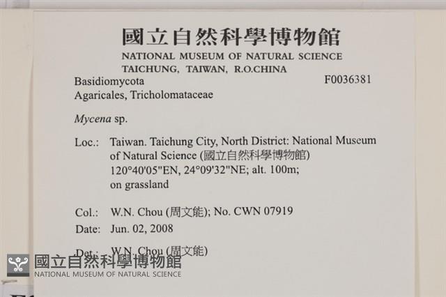小菇屬藏品圖，第2張