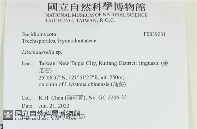 李茨齒菌屬藏品圖，第1張