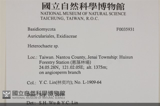刺皮菌屬藏品圖，第2張