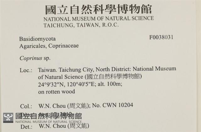 鬼傘屬藏品圖，第2張