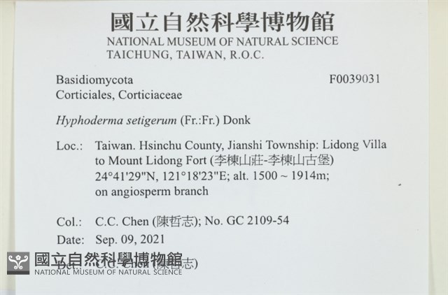 剛毛絲皮菌藏品圖，第1張