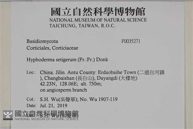 剛毛絲皮菌藏品圖，第2張