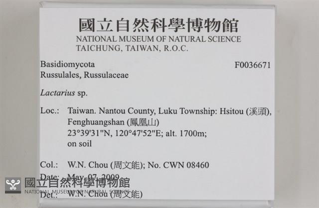 乳菇屬藏品圖，第2張