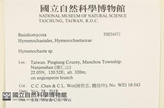 刺革菌屬藏品圖，第2張