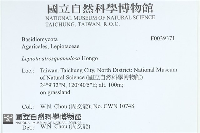暗鱗環柄菇藏品圖，第2張