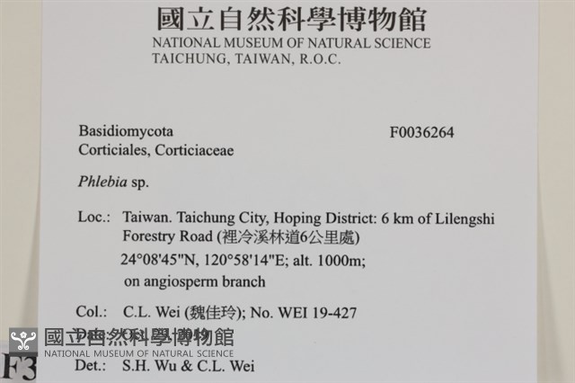 射脈菌屬藏品圖，第2張