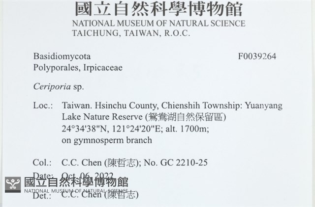 蠟孔菌屬藏品圖，第2張