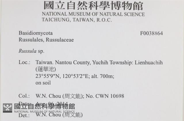 紅菇屬藏品圖，第2張