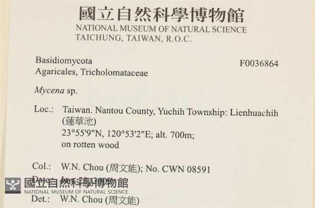 小菇屬藏品圖，第2張
