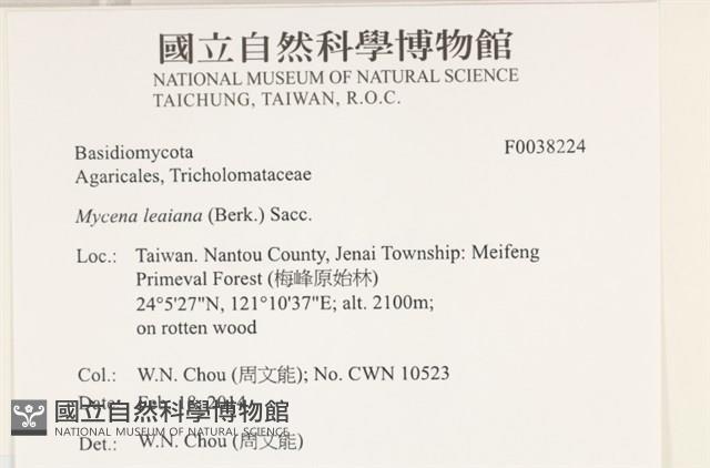 利氏小菇藏品圖，第2張