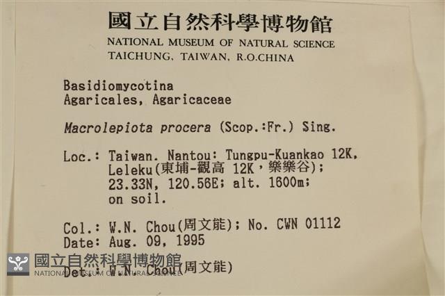 高大環柄菇藏品圖，第5張