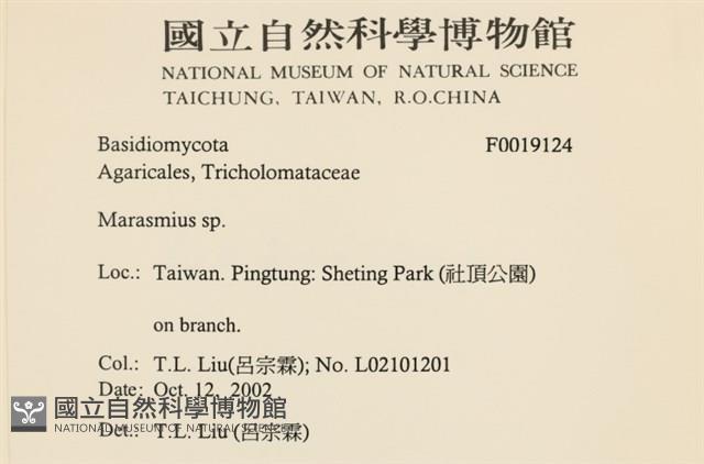 小皮傘屬藏品圖，第2張