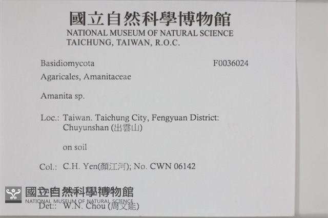 鵝膏屬藏品圖，第2張