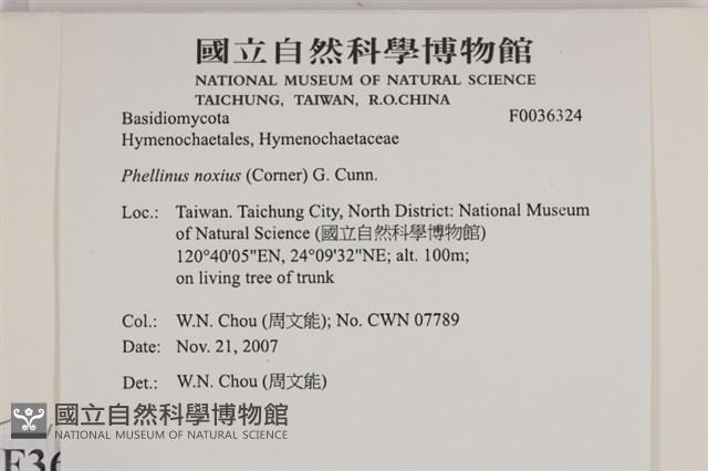 有害木層孔菌藏品圖，第2張