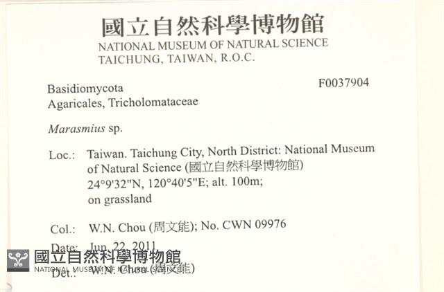 小皮傘屬藏品圖，第2張