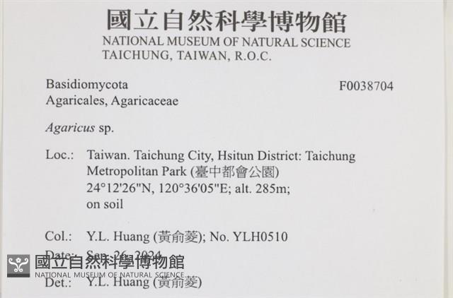 傘菌屬藏品圖，第2張