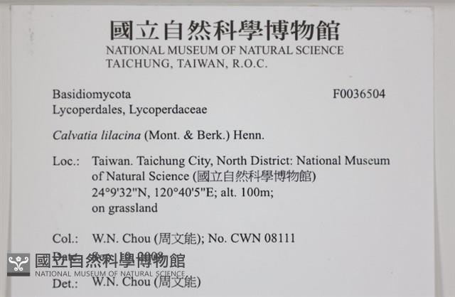 紫色禿馬勃藏品圖，第2張